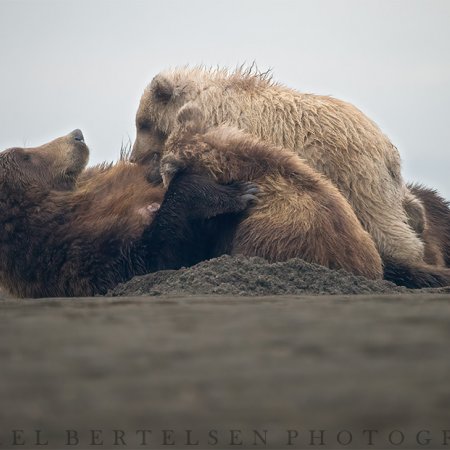 Khutzeymateen Grizzily Bear Photo Tour - photo 2