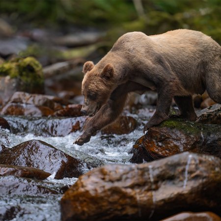 Khutzeymateen Grizzily Bear Photo Tour - photo 5